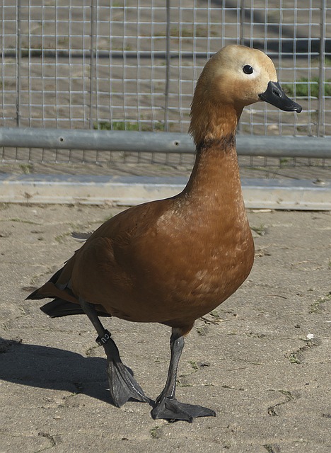 of